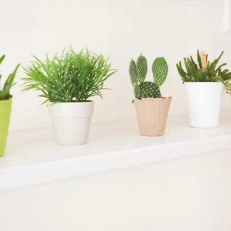 Aloe דירה